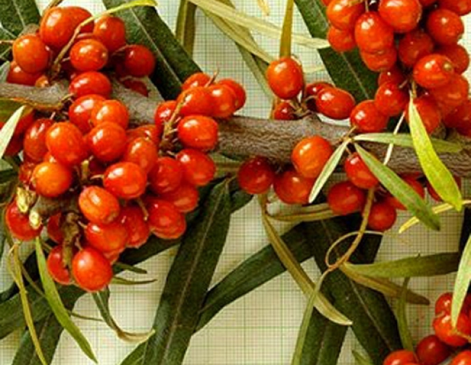 Rakytník samica ´Aromat´