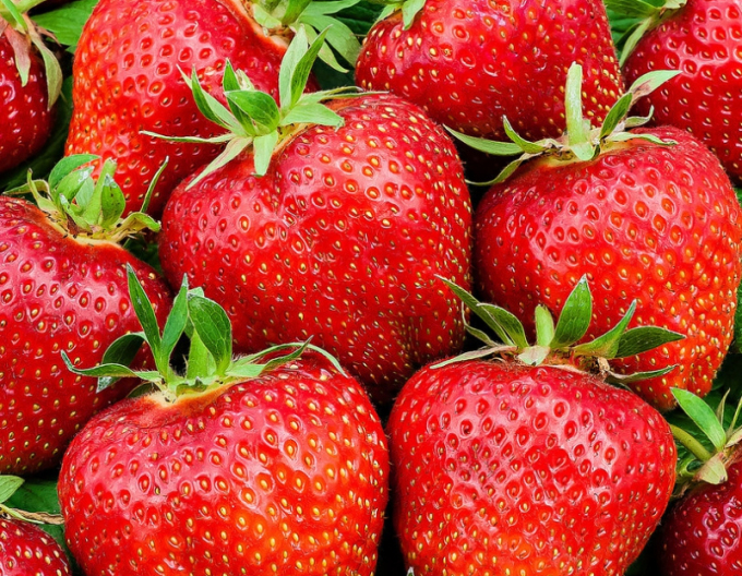 Jahoda ´Ostara´ stálorodiaca