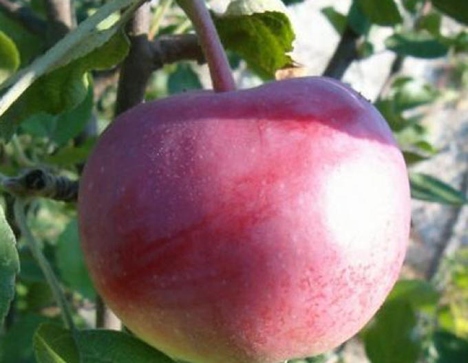 Jabloň ´Vista Bella´ letná, podp. M9, voľnok.