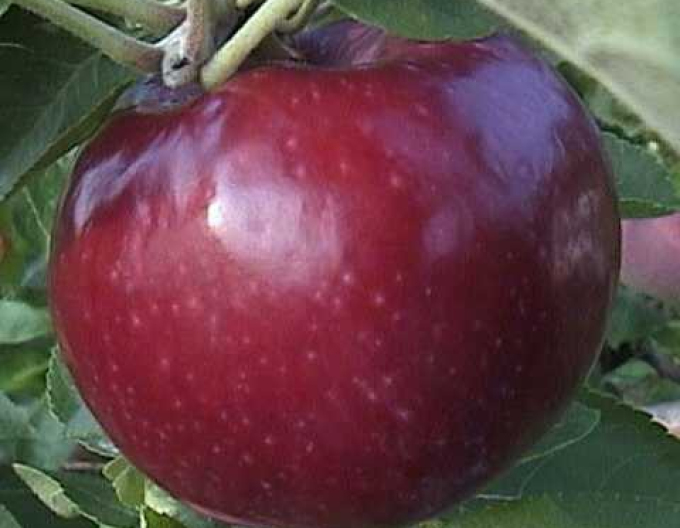 Jabloň ´Vista Bella´ letná, podp. M9, voľnok.