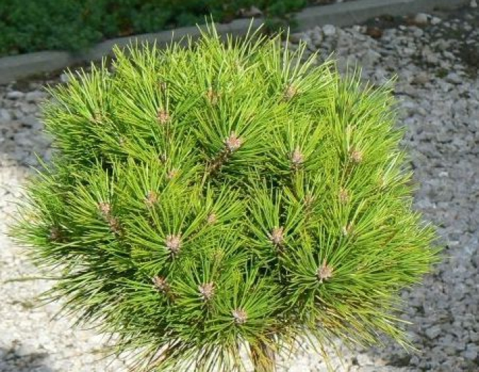 Borovica čierna ’ Bambino’ na kmienku