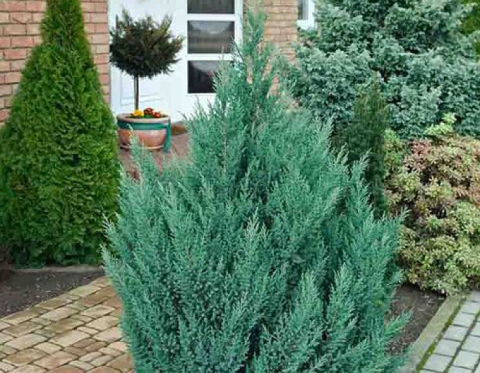 Borievka čínska ´Stricta´