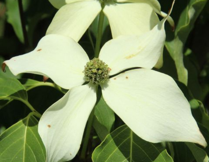 Drieň kvetnatý ´Weiss Fontaine´