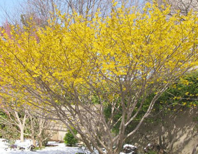 Hamamel prostredý ´Arnold Promise´