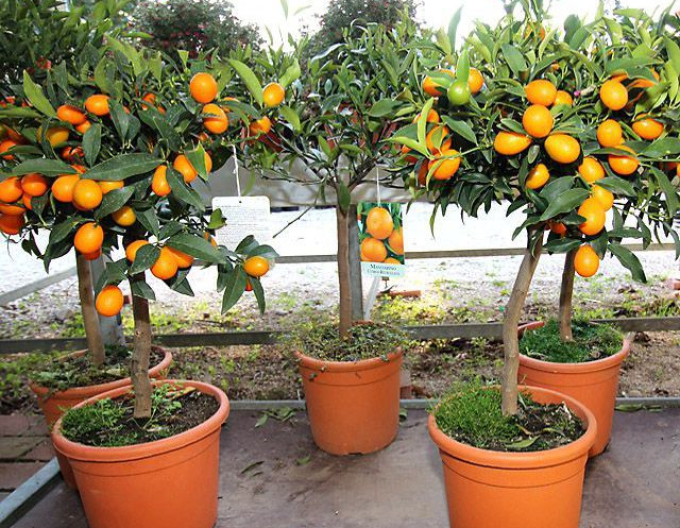 Citrónovník pomarančový - pomaranč
