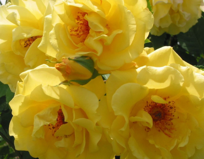 Ruža ´Golden Gate´