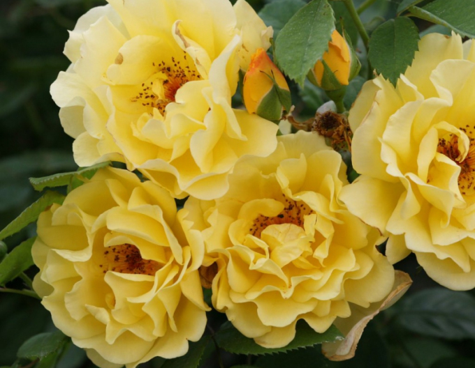 Ruža ´Golden Gate´