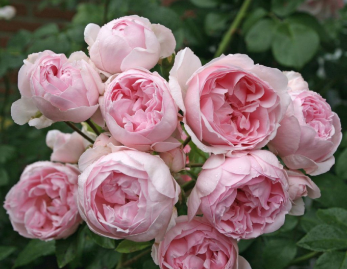 Ruža ´Cinderella´