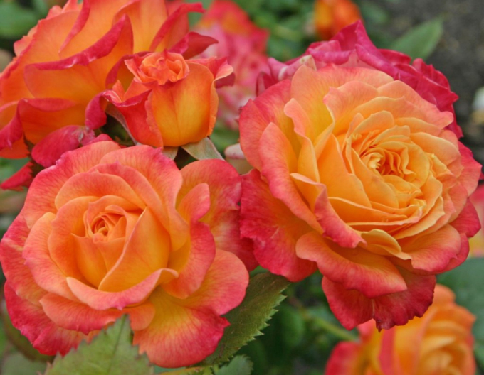 Ruža ´Gartenspass´