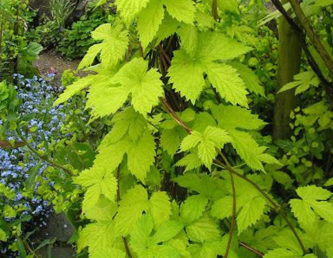 Chmeľ obyčajný ´Aureus´