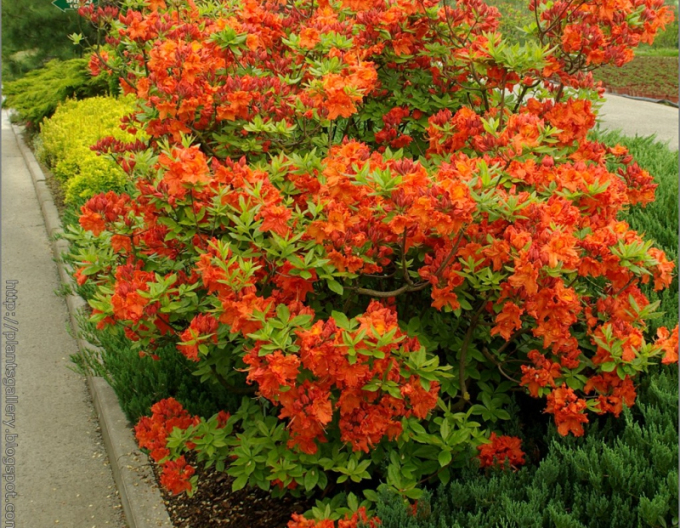 Azalka veľkokvetá ´Gibraltar´