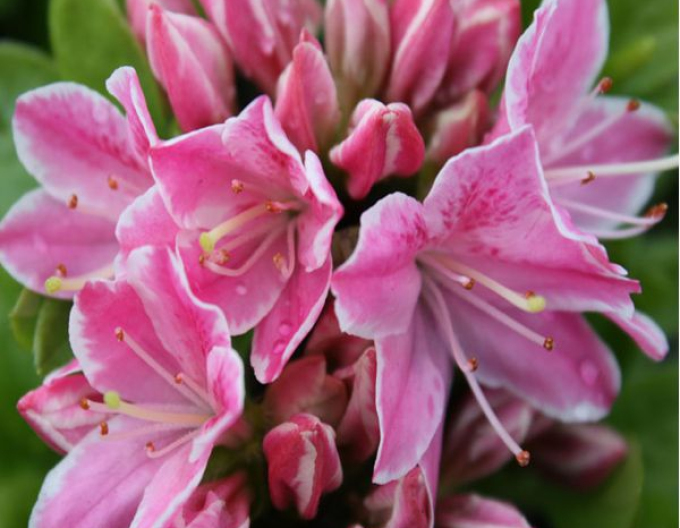 Azalka japonská ´Kermesina rose´