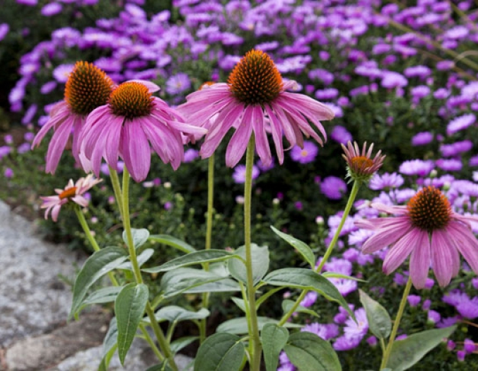 Echinacea purpurea ’Magnus’