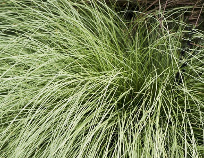 Ostrica ´Amzon Mist´