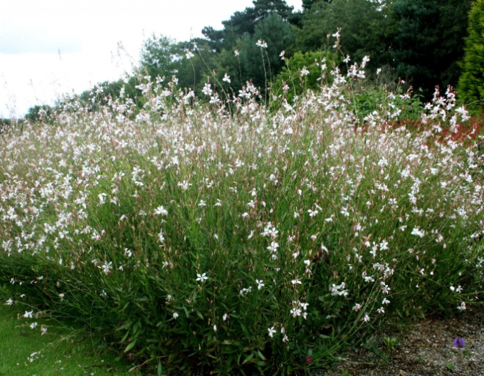 Gaura ʹWhirling Butterfliesʹ