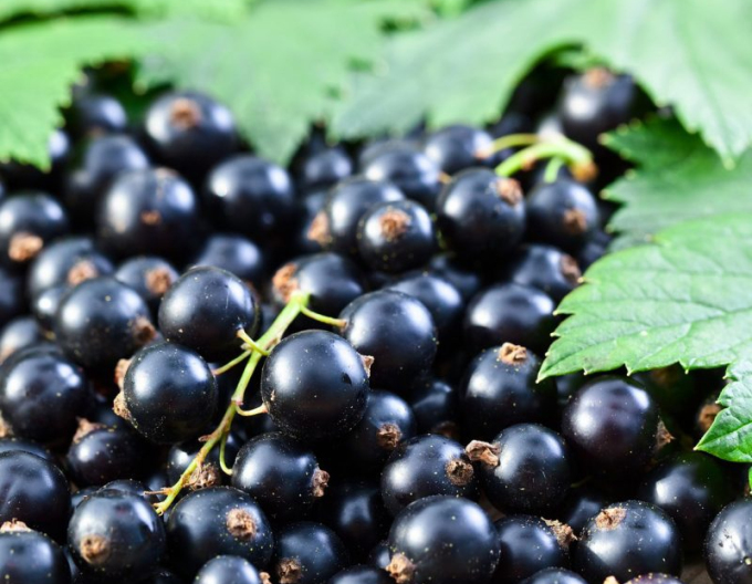 Ríbezľa čierna ´Ojebyn´ stromčeková, voľnok.