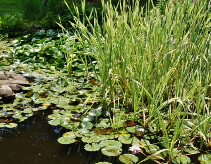 Pálka širokolistá