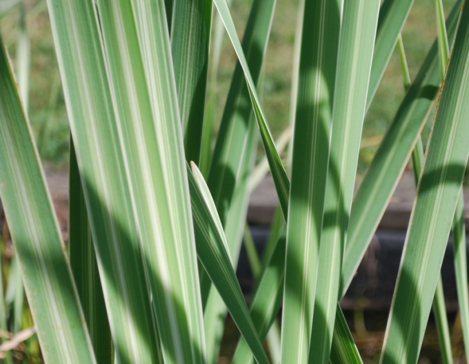 Pálka širokolistá