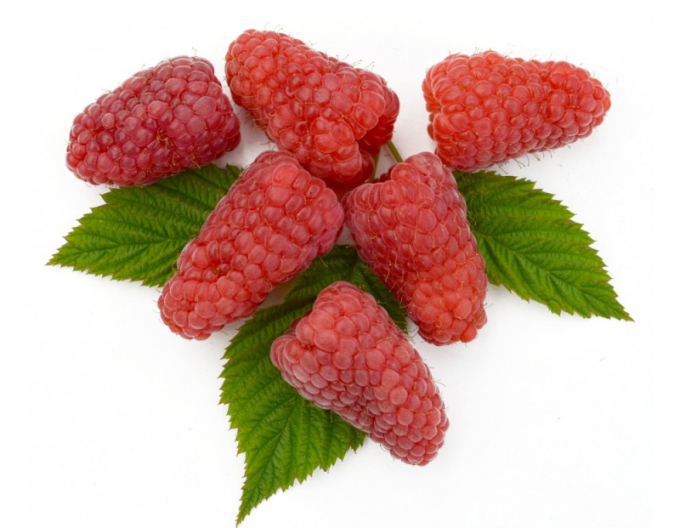 Malina ´Gordost Rosyi´ BEZTŔNNA VEĽKOPLODIACA