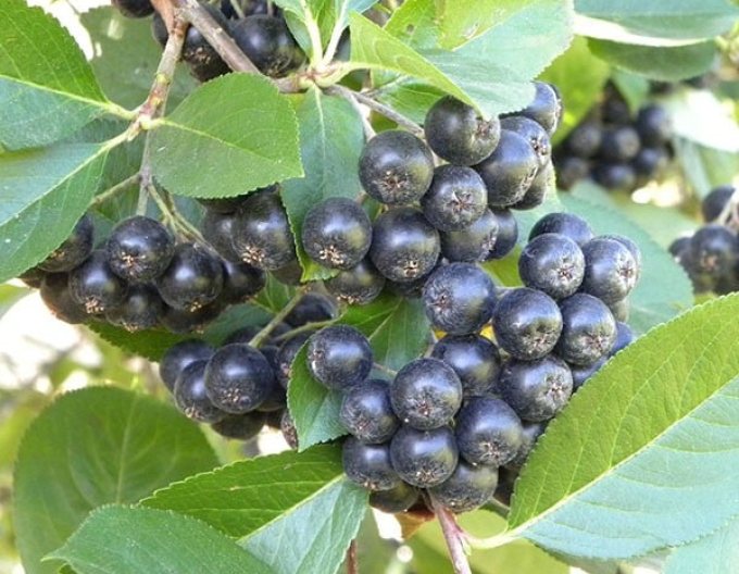 Aronia ´Viking´