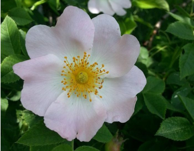 Ruža plodová (šipková)