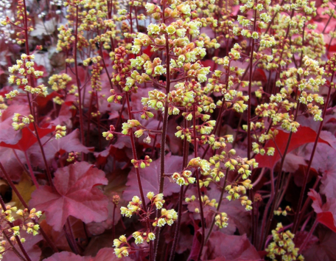 Heuchera Little Cutie ´Blondie´