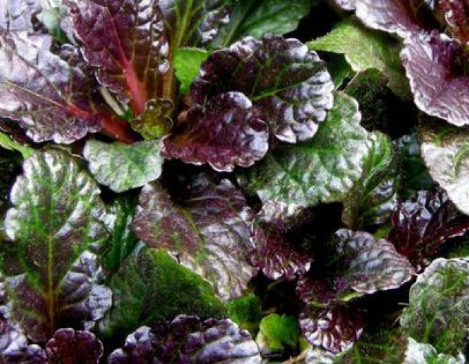 Zbehovec plazivý ´Black Scallop´