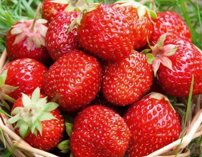 Jahoda ´Rumba´ Exklusiv skorá odroda