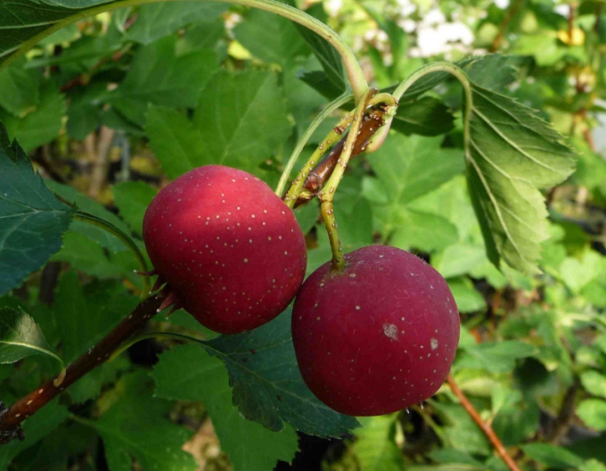 Oskoruša ´Jablková´, podp. Oskoruša semenáč, voľnok.