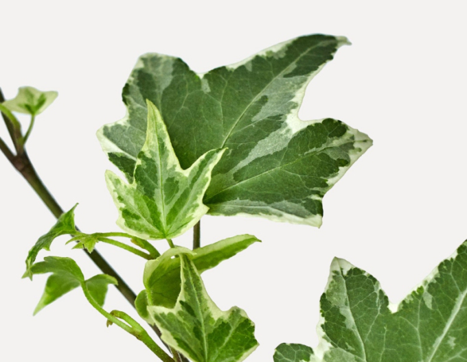 Brečtan popínavý ´White Ripple´