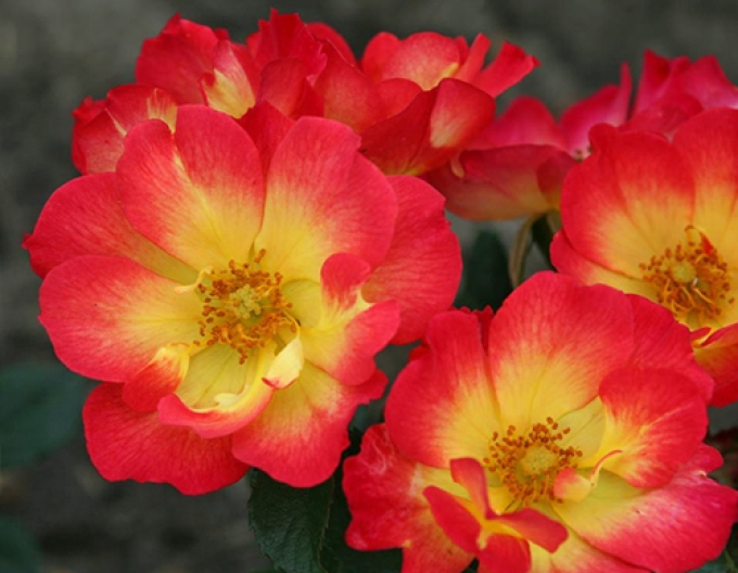 Ruža ´Summer of Love´