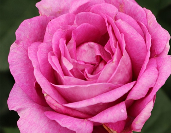 Ruža ´Carmen Würth´