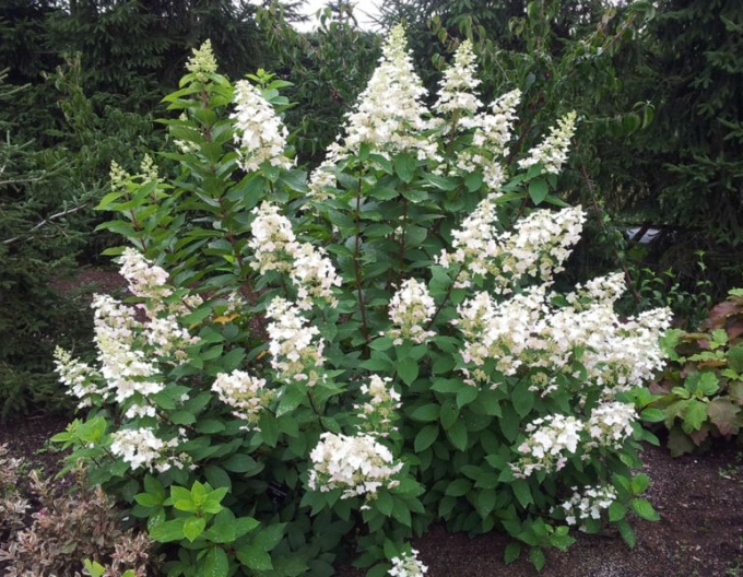 Hortenzia metlinatá ´Pee Wee´