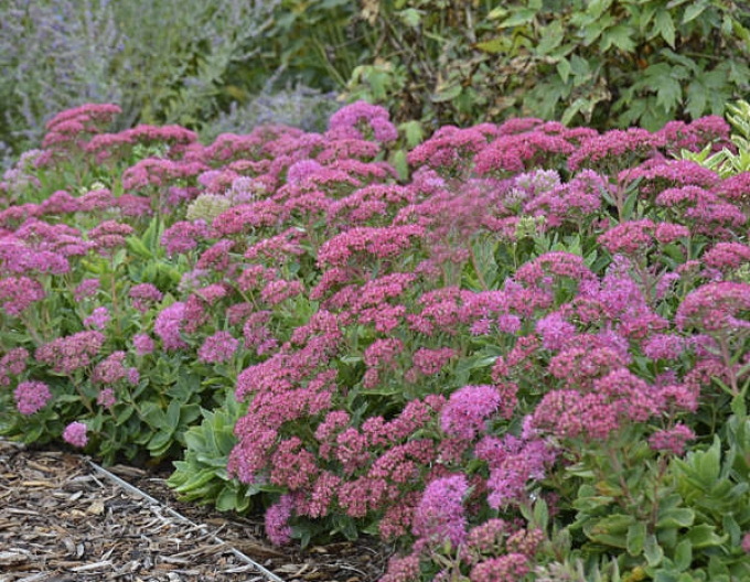 Rozchodník ´Carl´ 1l