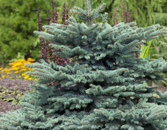 Smrek pichľavý ´Waldbrunn´