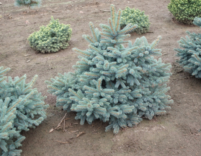 Smrek pichľavý ´Waldbrunn´