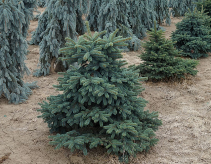 Smrek pichľavý ´Waldbrunn´