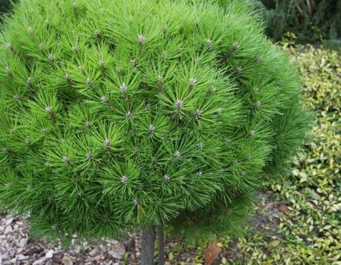 Borovica čierna ’ Brepo´