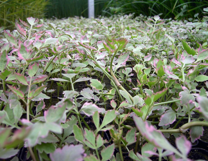 Halucha dutá ´Flamenco´