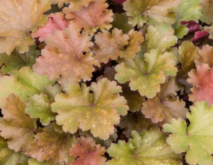 Heuchera hybridná ´Amberosus´