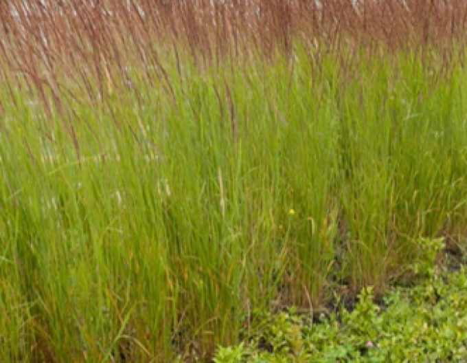 Smlz ostrokvetý ´Karl Foerster´ 9x9