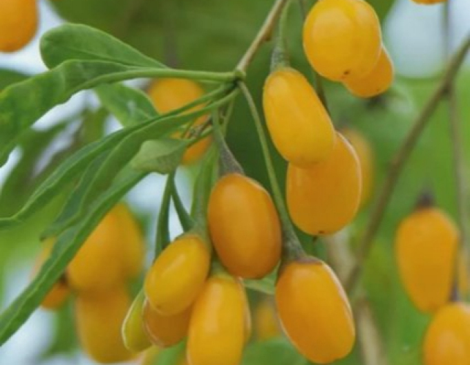 Kustovnica čínska ´Goji Golden´