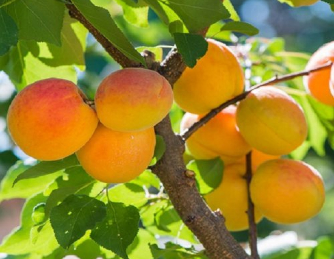 Marhuľa ´Harcot´ poloskorá, podp. Myrobalán, voľnok.