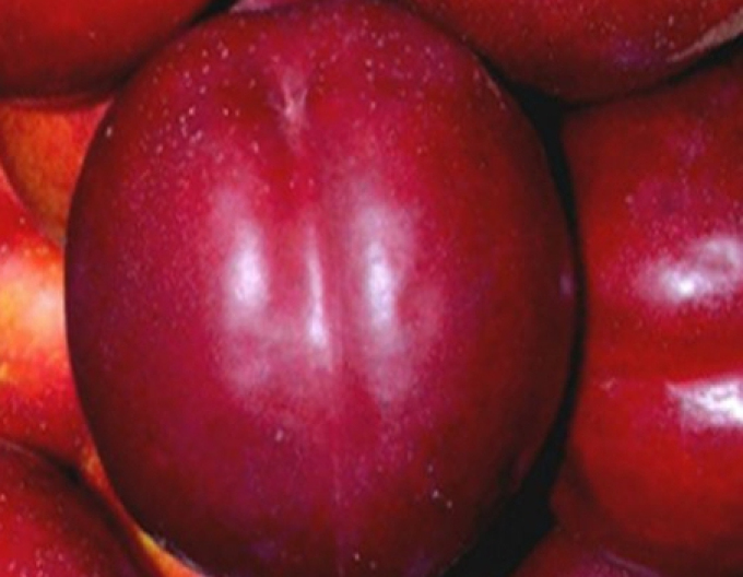 Nektarinka ´Flavertop´ skorá, podpn. GF677, voľnok.