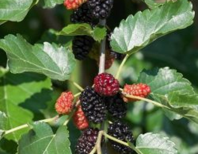 Moruša čierna ´Trnavská´