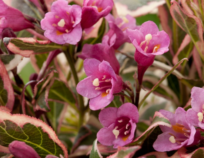 Vajgelia florida "Monet"