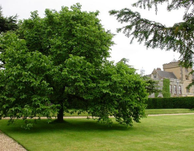 Moruša čierna, voľnok.