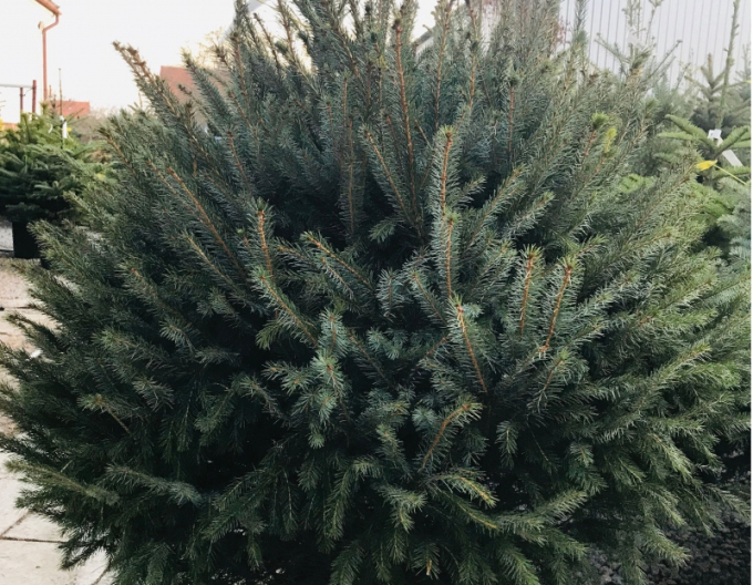 Smrek pančičov (Omorika) 100/125 cm