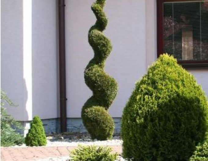 Tuja smaragdová ´Špirála´