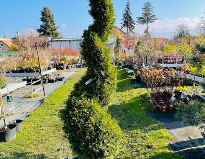 Tuja smaragdová ´Špirála´